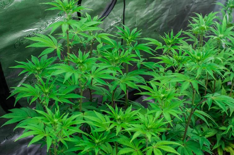 Black Cherry Gushers. Week 7