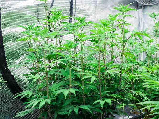 Black Cherry Gushers. Week 7