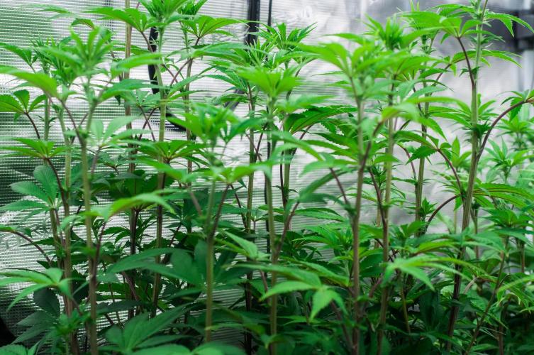 Black Cherry Gushers. Week 7