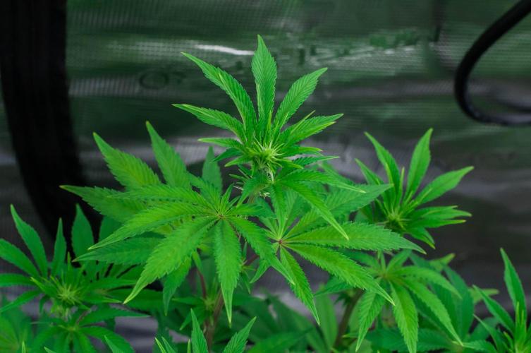 Black Cherry Gushers. Week 7