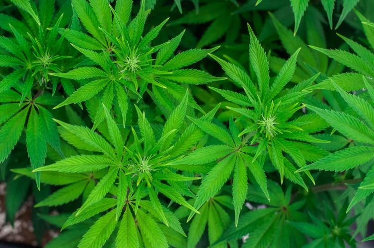 Black Cherry Gushers. Week 7