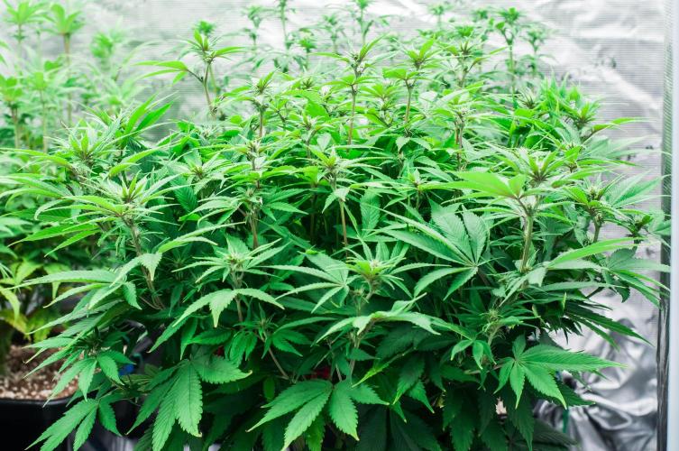 Red Hot Cookies. Week 8