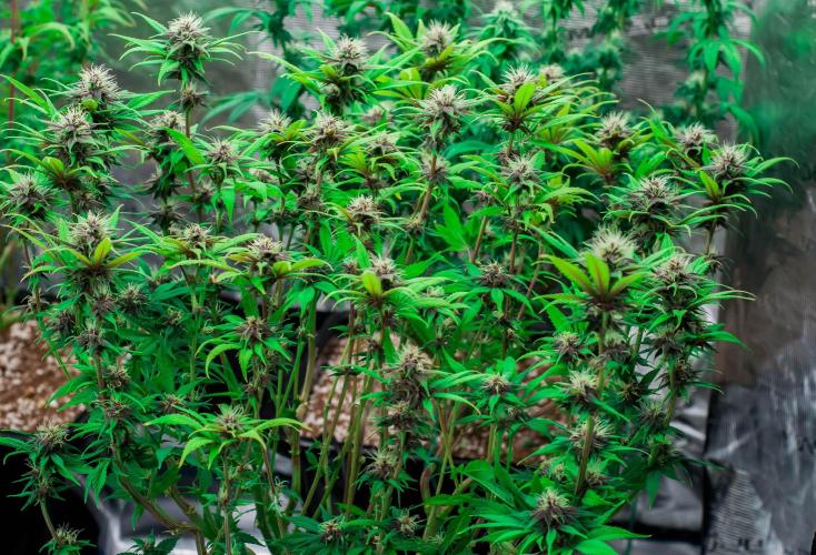 Red Hot Cookies. Week 8