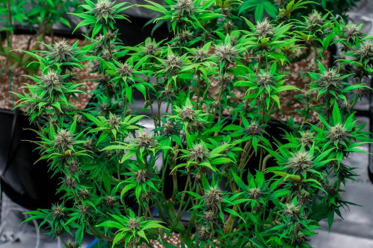 Red Hot Cookies. Week 8