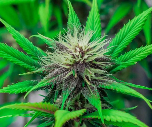 Red Hot Cookies. Week 8