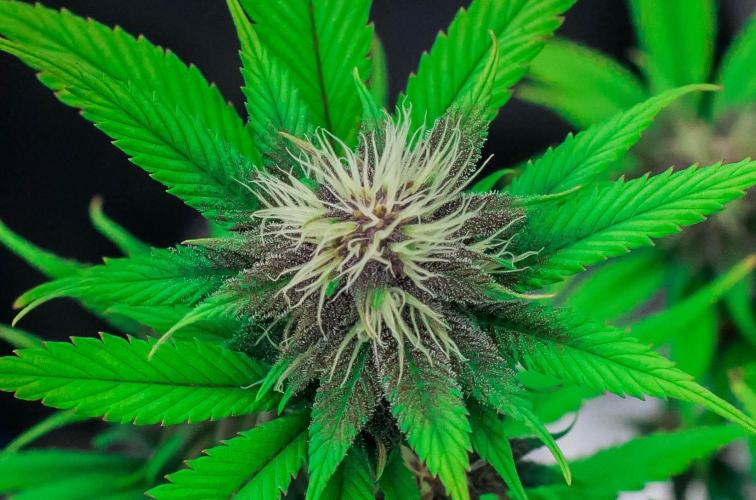 Red Hot Cookies. Week 8