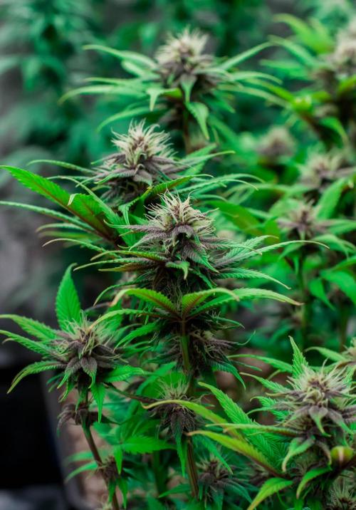 Red Hot Cookies. Week 8