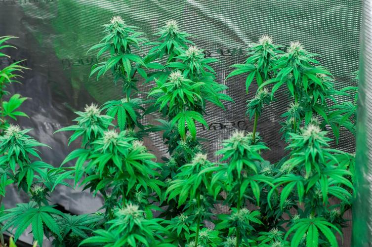 Papaya Frosting. Week 8