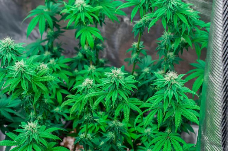 Papaya Frosting. Week 8