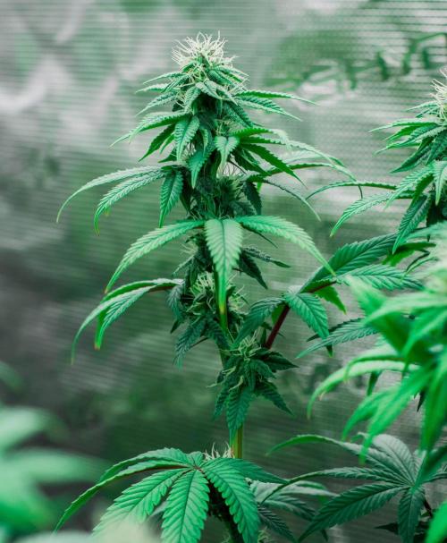 Papaya Frosting. Week 8