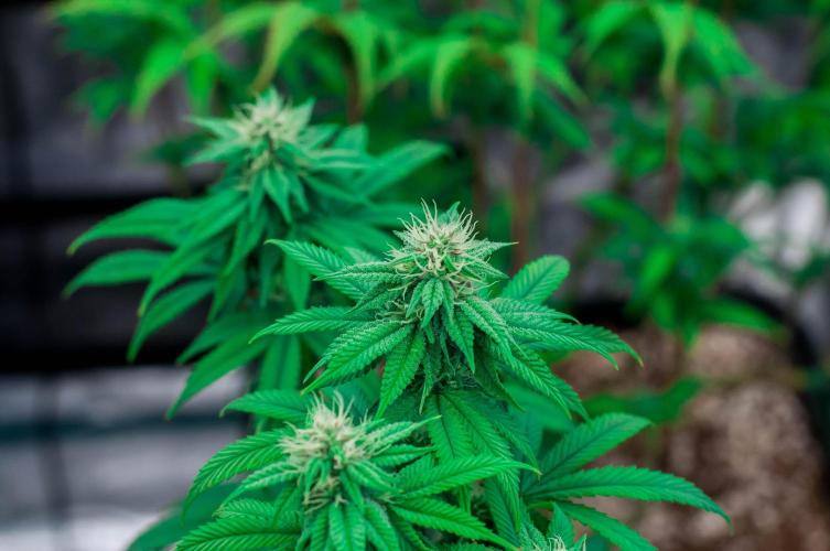 Papaya Frosting. Week 8