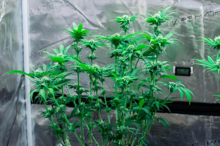 Jelly Breath S1. Week 8