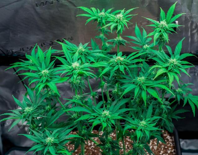 Jelly Breath S1. Week 8