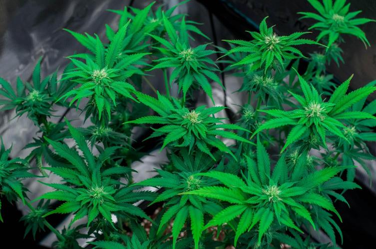 Jelly Breath S1. Week 8