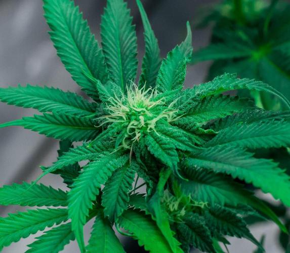 Jelly Breath S1. Week 8