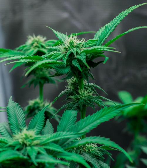 Jelly Breath S1. Week 8