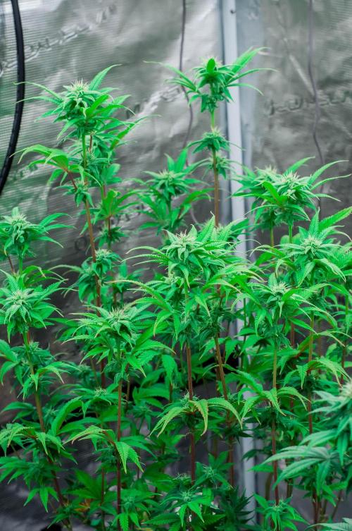 Jelly Donutz. Week 8