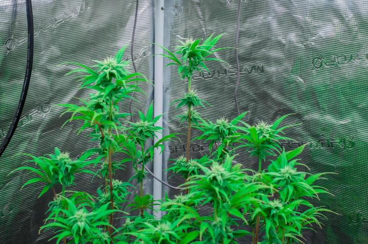 Jelly Donutz. Week 8