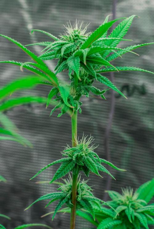 Jelly Donutz. Week 8