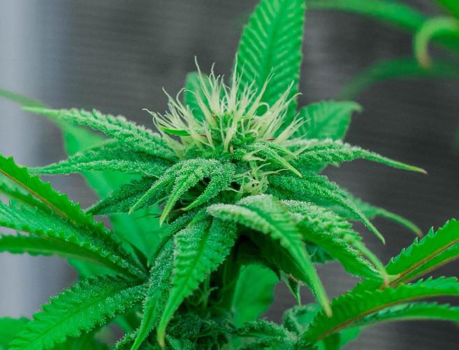 Jelly Donutz. Week 8