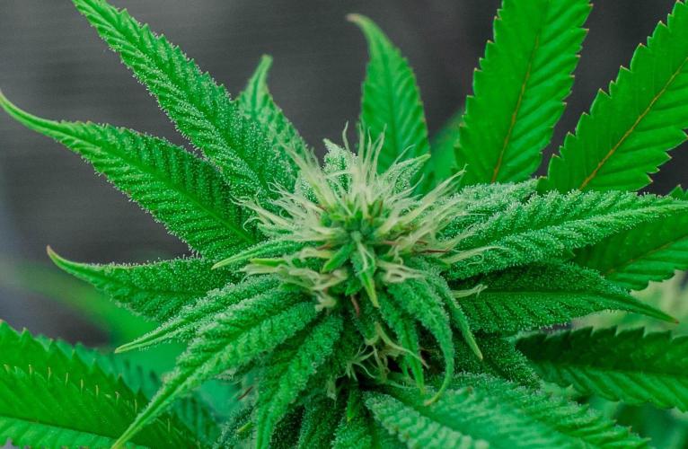 Jelly Donutz. Week 8