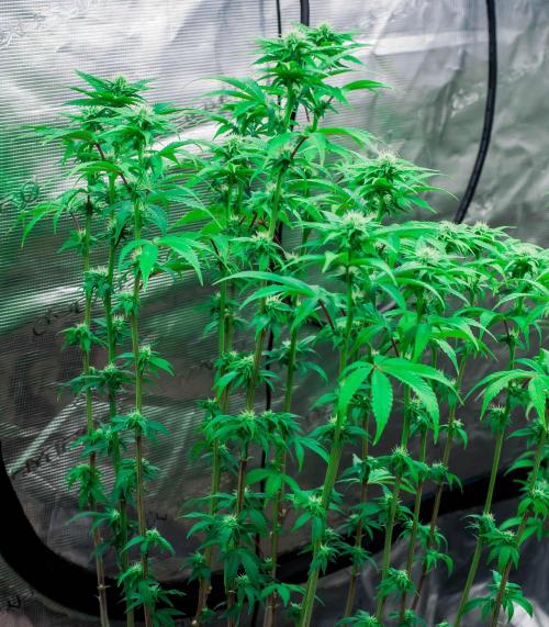 Black Cherry Gushers. Week 8