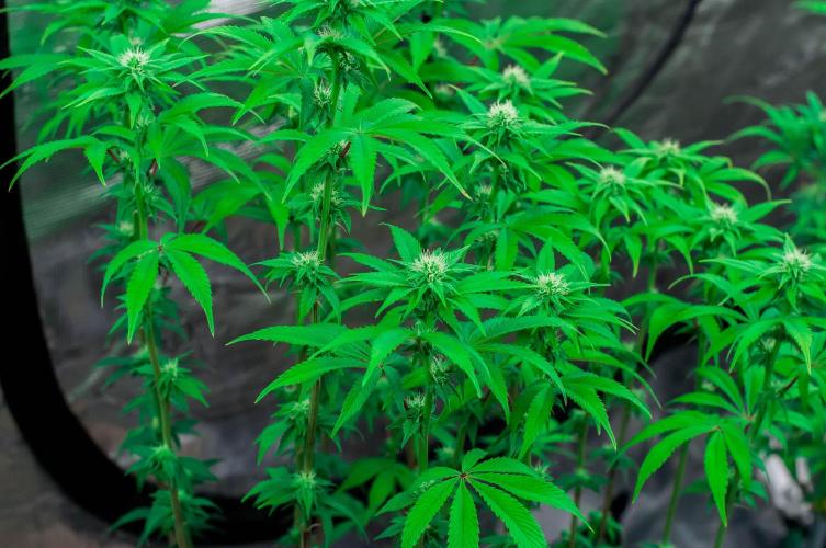 Black Cherry Gushers. Week 8