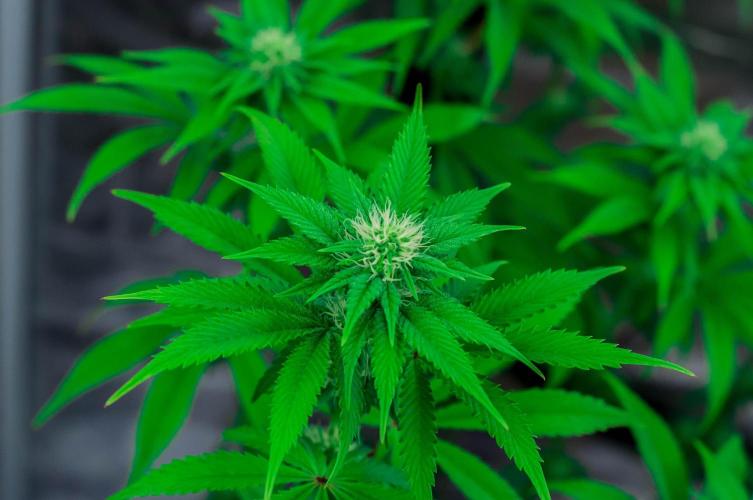 Black Cherry Gushers. Week 8