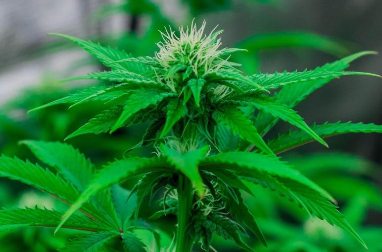 Black Cherry Gushers. Week 8