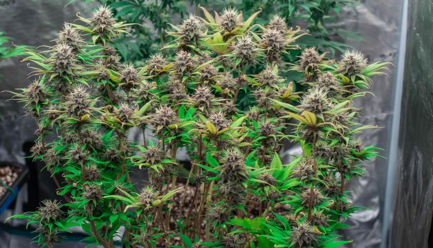 Red Hot Cookies. Week 9