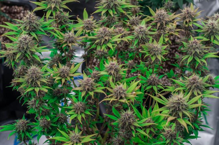 Red Hot Cookies. Week 9