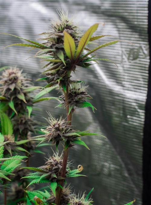 Red Hot Cookies. Week 9