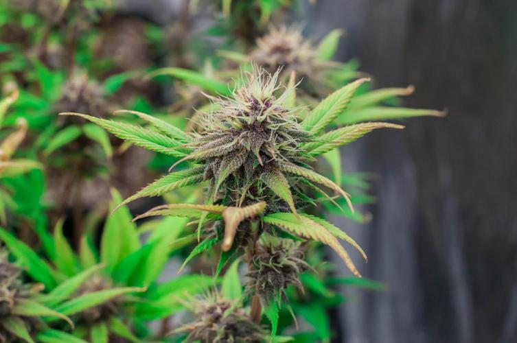 Red Hot Cookies. Week 9