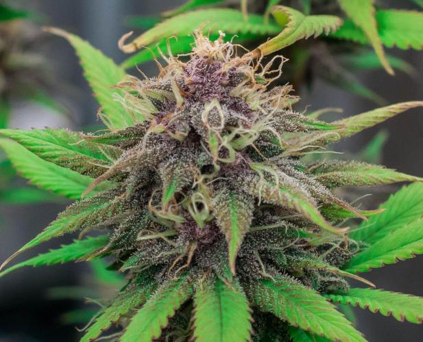 Red Hot Cookies. Week 9