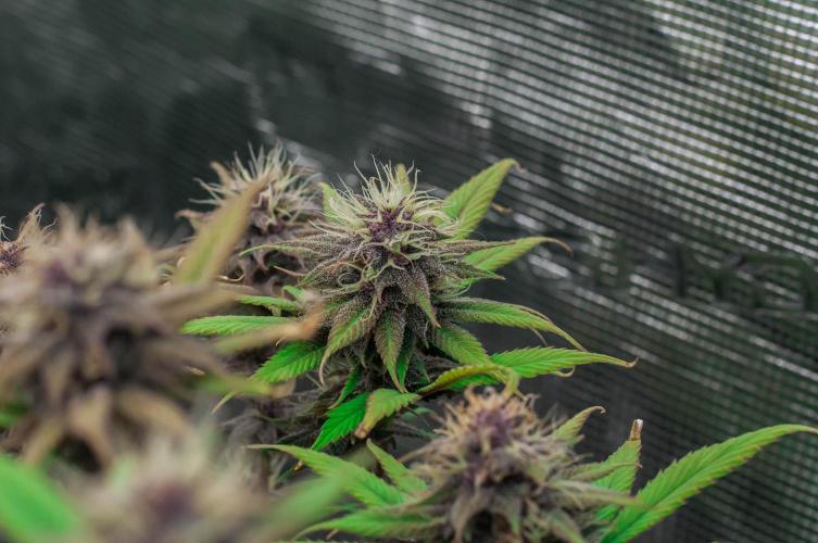 Red Hot Cookies. Week 9