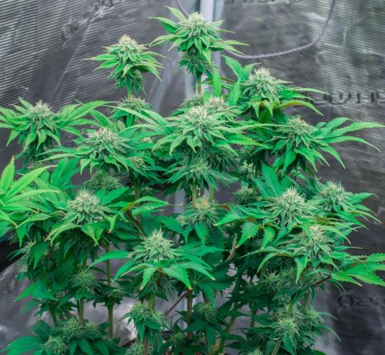 Jelly Breath S1. Week 9