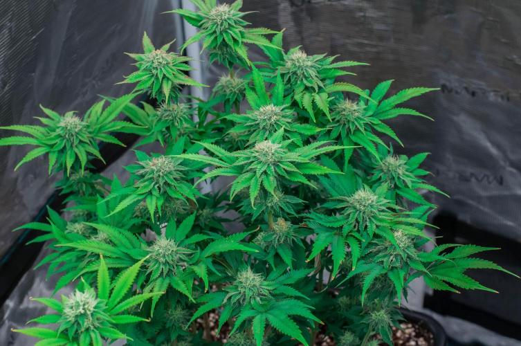Jelly Breath S1. Week 9