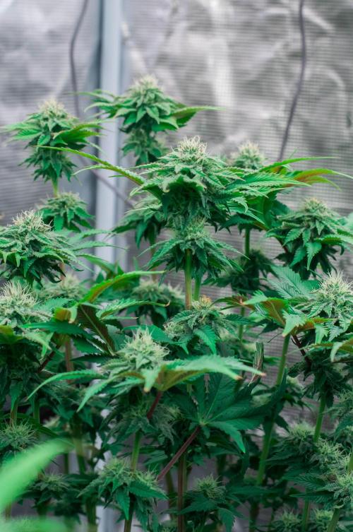 Jelly Breath S1. Week 9