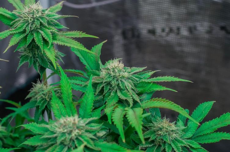 Jelly Breath S1. Week 9