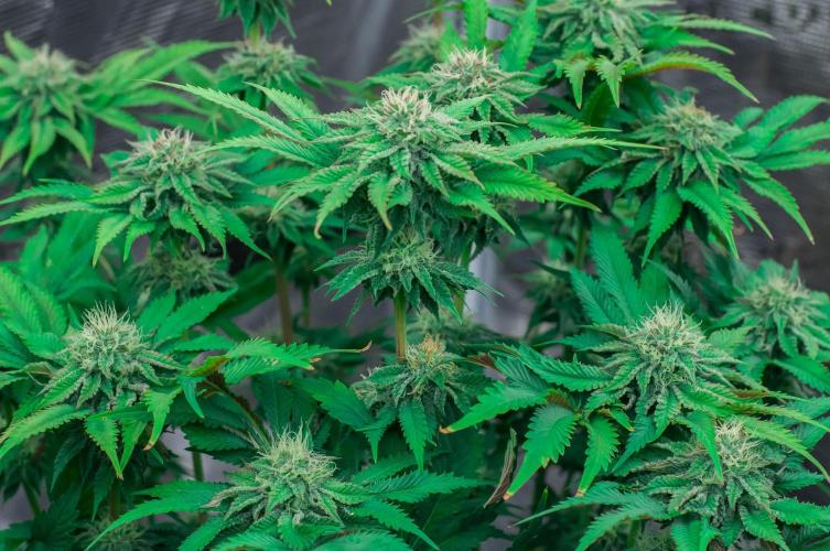 Jelly Breath S1. Week 9