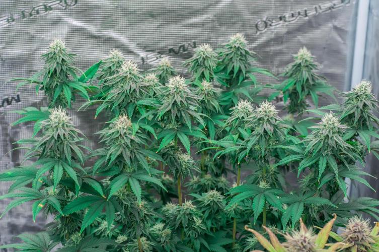 Papaya Frosting. Week 9