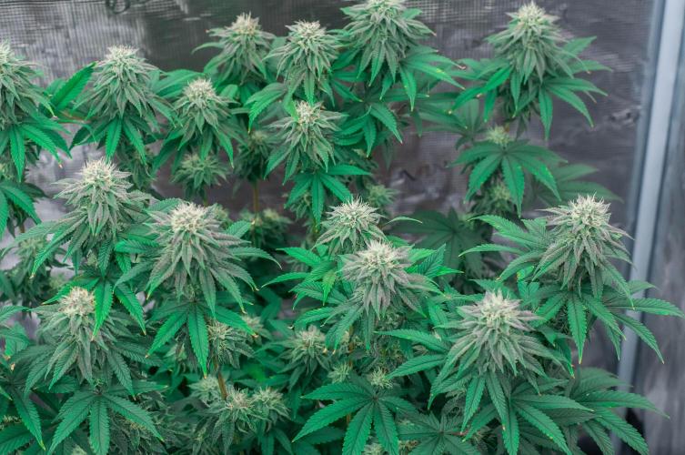 Papaya Frosting. Week 9