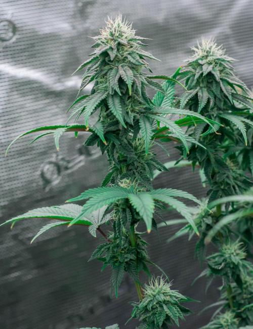 Papaya Frosting. Week 9