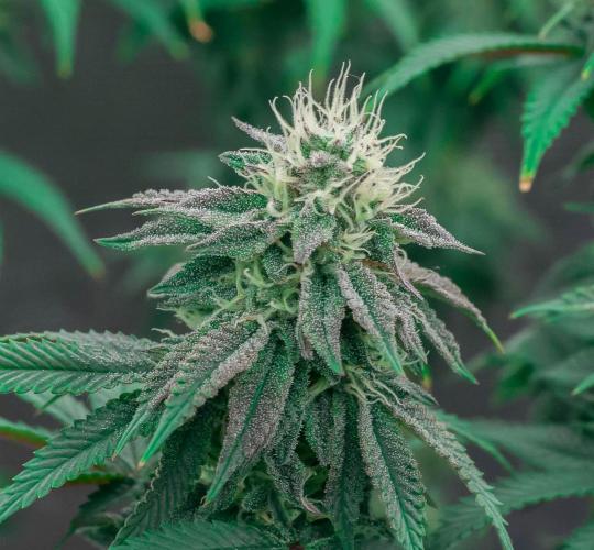 Papaya Frosting. Week 9