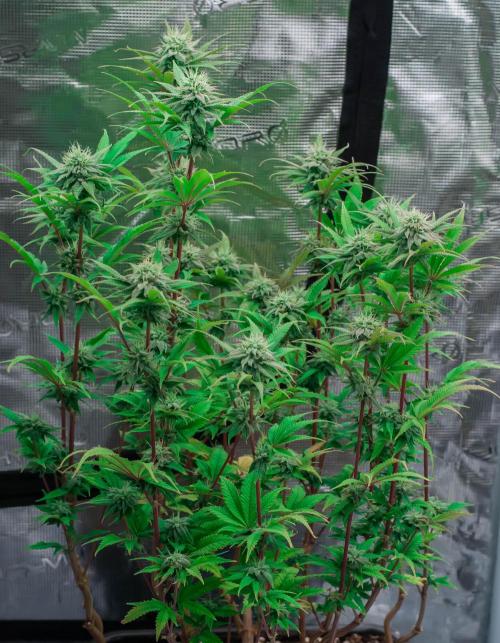 Jelly Donutz. Week 9