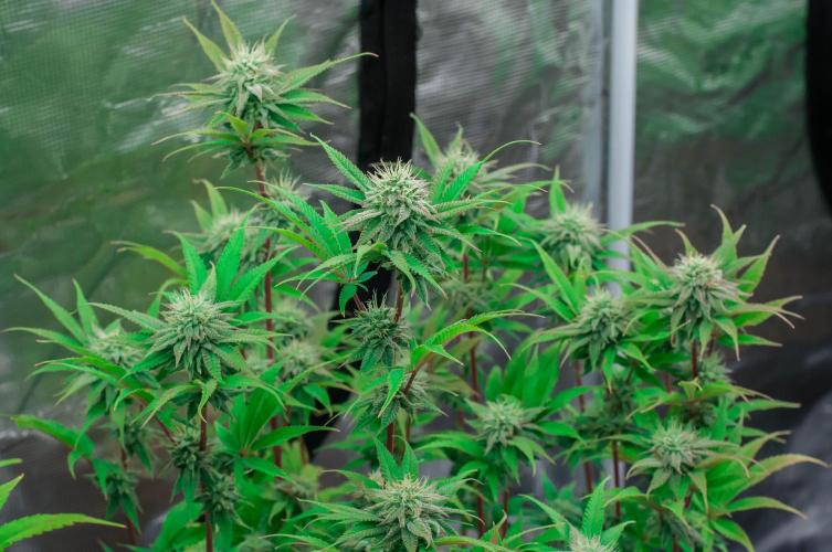 Jelly Donutz. Week 9