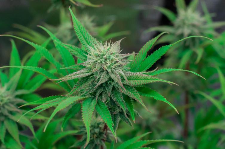 Jelly Donutz. Week 9