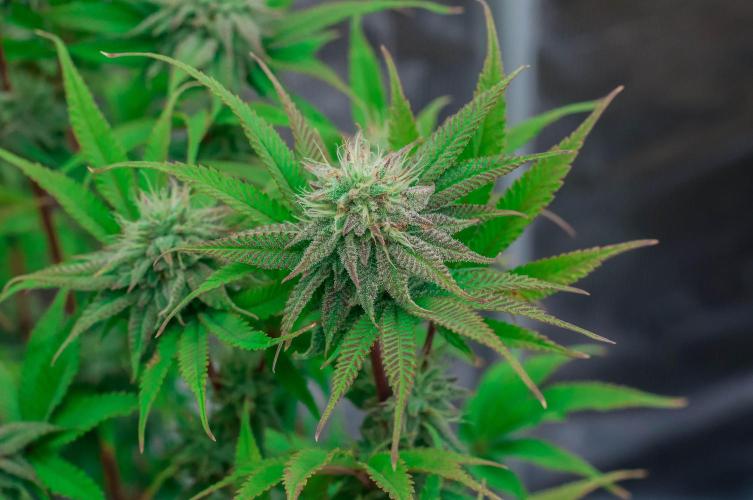 Jelly Donutz. Week 9