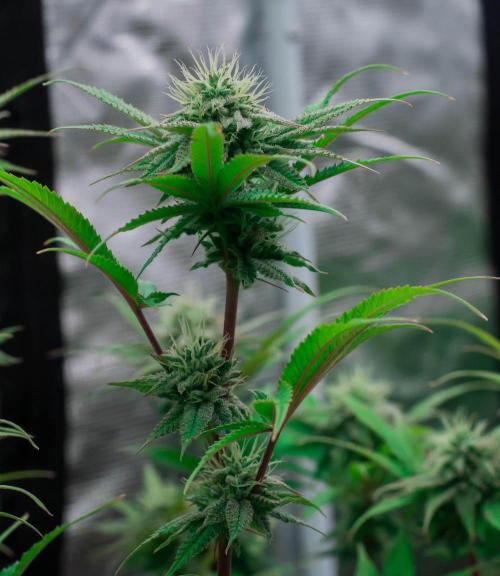 Jelly Donutz. Week 9