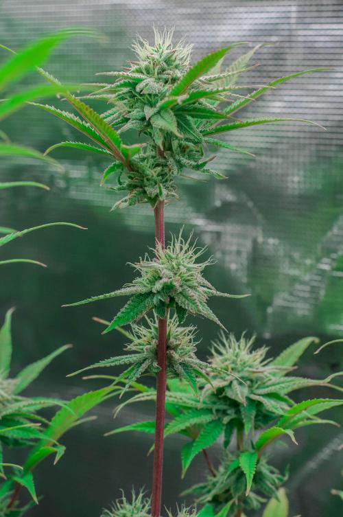 Jelly Donutz. Week 9